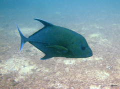 Caranx lugubris