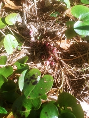 Hexastylis rhombiformis