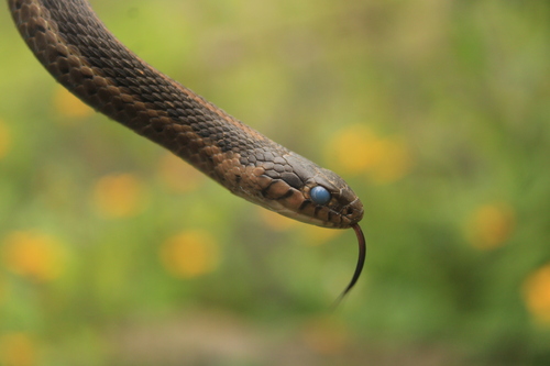 Ahumada’s Alpine Garter Snake
