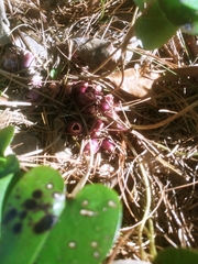 Hexastylis rhombiformis