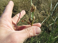 Bolboschoenus maritimus paludosus