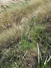 Bolboschoenus maritimus paludosus