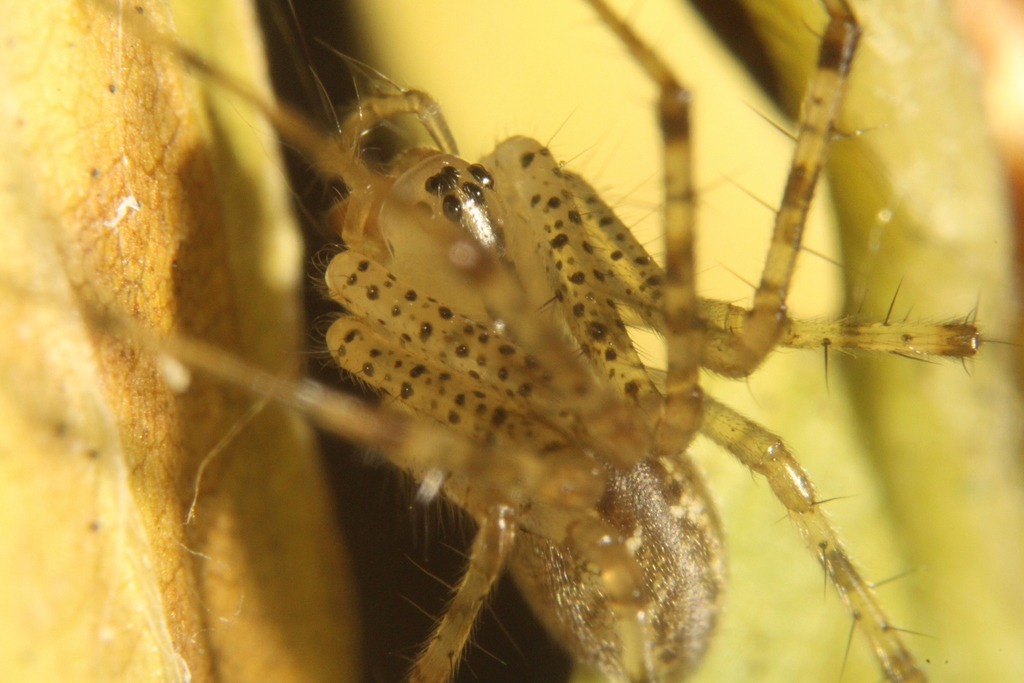 hammock spider