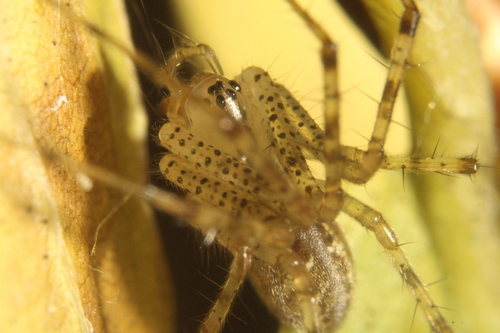 hammock spider