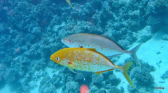 Flavocaranx bajad