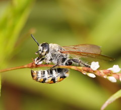 Radumeris tasmaniensis