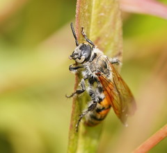 Radumeris tasmaniensis