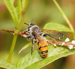 Radumeris tasmaniensis
