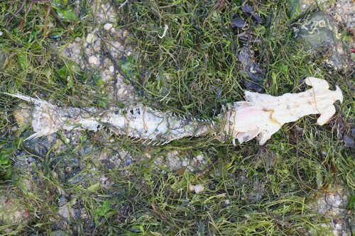 Bronze catfish (Plicofollis nella) — Ariidae
