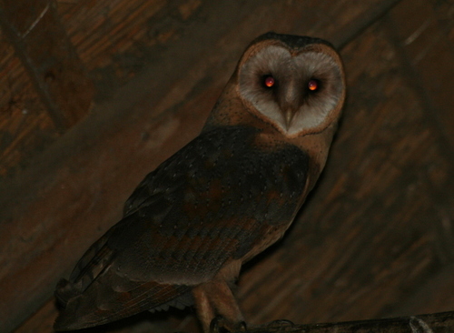 Tyto alba