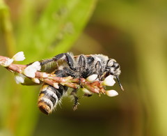Radumeris tasmaniensis
