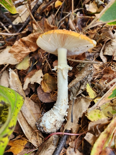 Amanita muscaria
