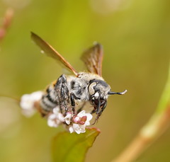 Radumeris tasmaniensis