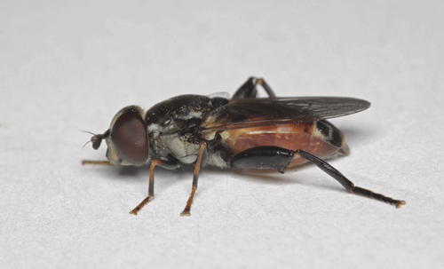 Tooth-thighed Hoverfly
