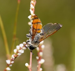 Radumeris tasmaniensis