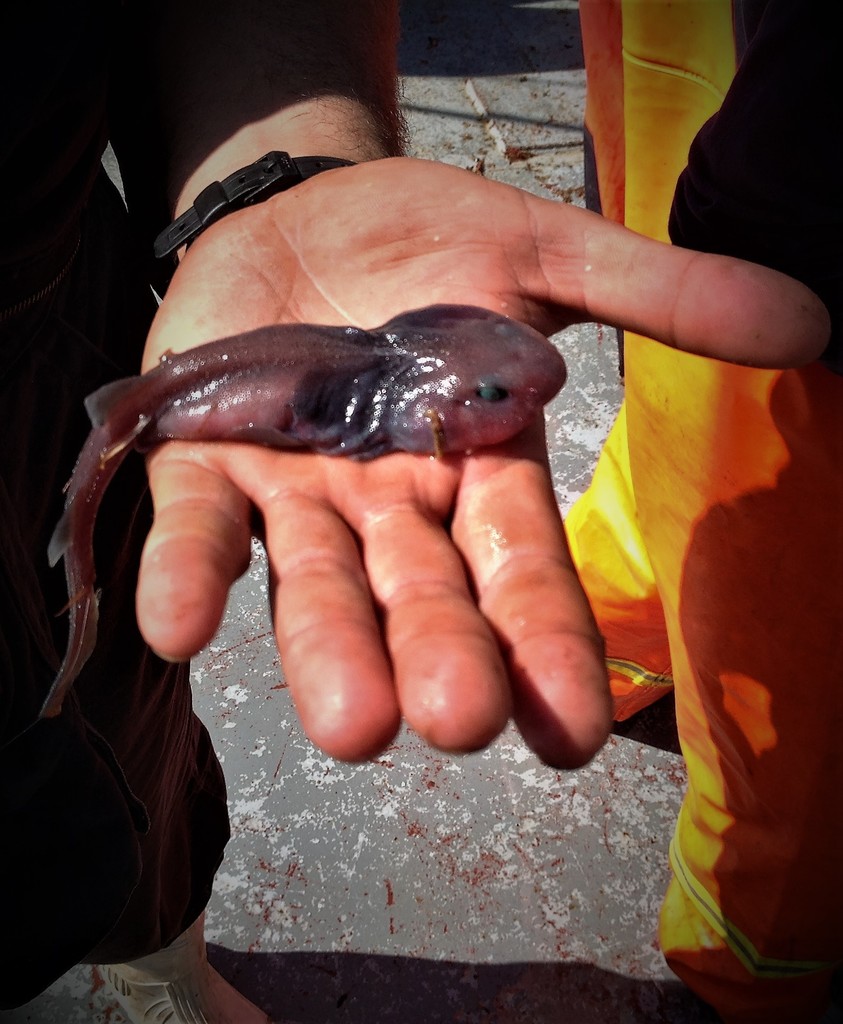 Lollipop Catshark