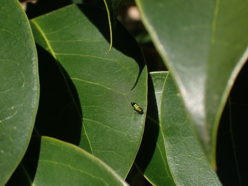 Agrilus walesicus