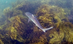 Carcharhinus obscurus