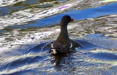 Gallinula chloropus