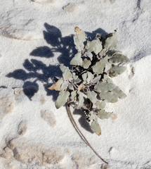 Abronia angustifolia