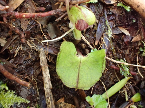 Image of Corybas walliae by (c) Emily Roberts, some rights reserved (CC BY)