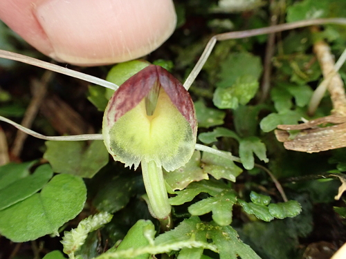 Image of Corybas walliae by (c) Emily Roberts, some rights reserved (CC BY)