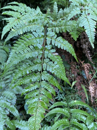Dryopteris subexaltata iNat (3)