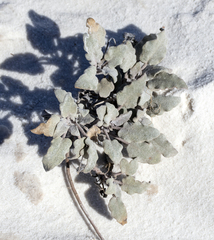 Abronia angustifolia