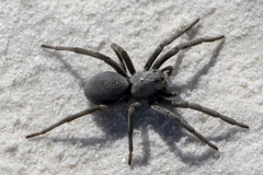 Geolycosa rafaelana
