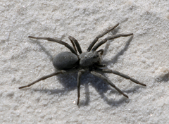 Geolycosa rafaelana