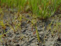 Cyperus subsquarrosus