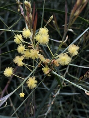 Acacia iteaphylla