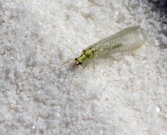 Chrysoperla pudica-group