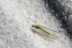 Chrysoperla pudica-group