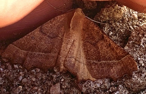 Pero radiosaria photo 3