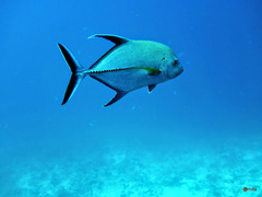 Caranx lugubris