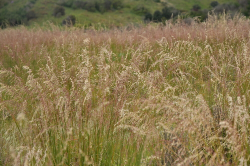perennial veldtgrass (Ehrharta calycina)