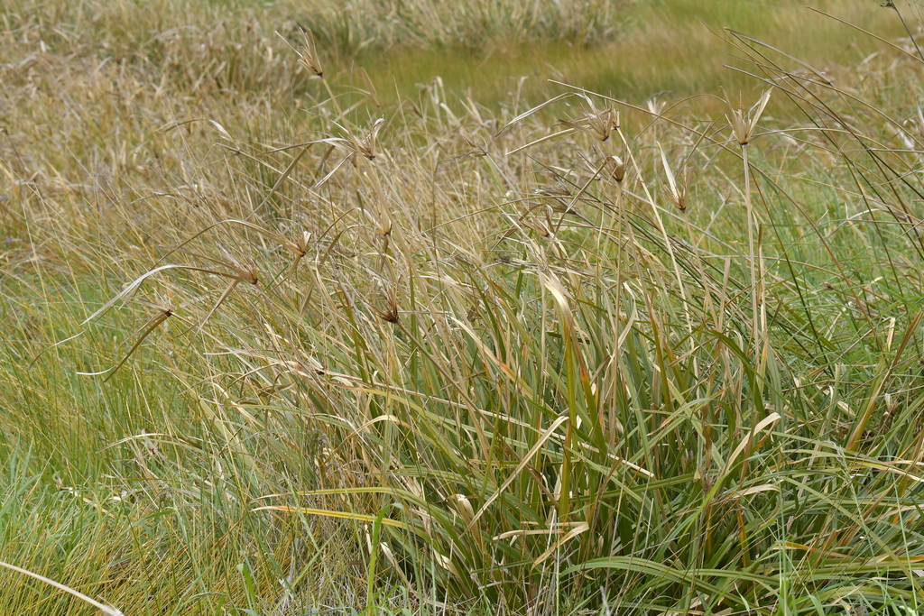 Giant Umbrella Sedge from Riversdale Beach 5872, New Zealand on October ...