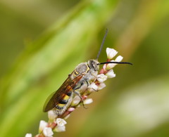 Radumeris tasmaniensis