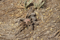 Grammostola rosea