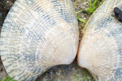 Paphia gallus, 2023-10-14