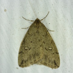 Paleacrita merriccata