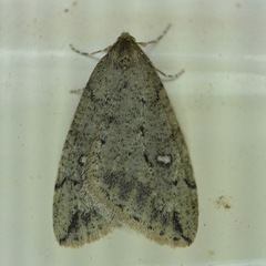 Paleacrita merriccata