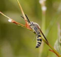 Radumeris tasmaniensis