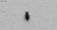 Dermestes vorax
