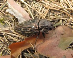 Chalcophora mariana