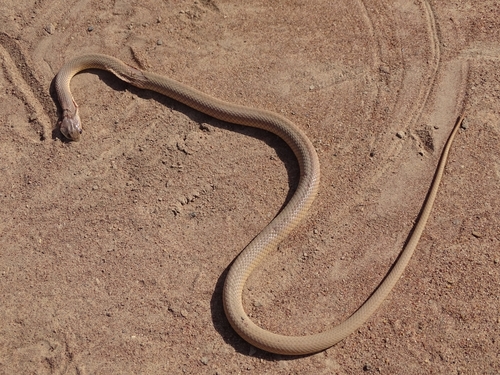 Photo of a Western Beaked Snake (Rhamphiophis oxyrhynchus)