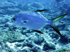 Trachinotus blochii