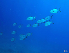 Trachinotus blochii