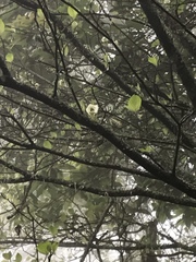 Cornus florida urbiniana